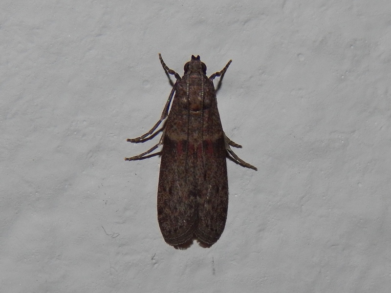 Pyralidae? S, Cadra cautella